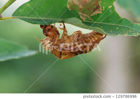 Cicada shell 129786996