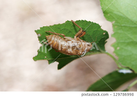 Cicada shell Cicada shell 129786998