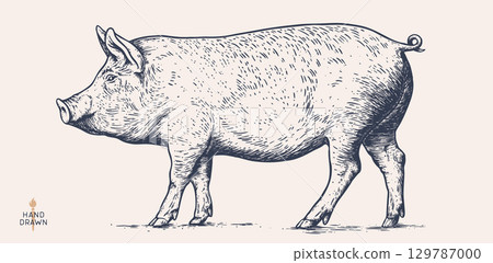 Pork, pig head. Vintage retro print, black white pig sketch ink pencil style drawing, engrave old school. Sketch artwork silhouette head pig, white background. Side view profile. Vector Illustration 129787000