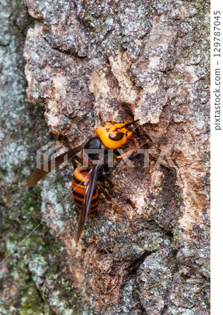 Wholesale sucking sap 129787045