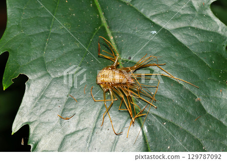 A ventral exoskeleton of a giant house centipede on a amber-colored green leaf, resembling a brittle bone cracker (outdoor field animal macro photography) 129787092
