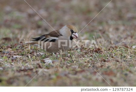 錫嘴雀啄食地面上的種子 129787324