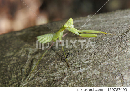 螳螂幼蟲 129787493