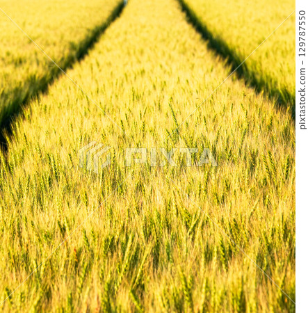 A golden wheat field nearing harvest in Biei, Hokkaido 129787550
