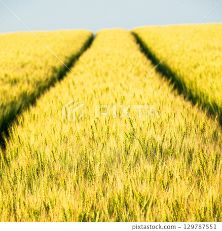 A golden wheat field nearing harvest in Biei, Hokkaido A golden wheat field nearing harvest in Biei, Hokkaido 129787551