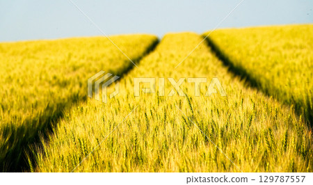 A golden wheat field nearing harvest in Biei, Hokkaido A golden wheat field nearing harvest in Biei, Hokkaido 129787557