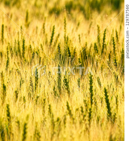 A golden wheat field nearing harvest in Biei, Hokkaido A golden wheat field nearing harvest in Biei, Hokkaido 129787560