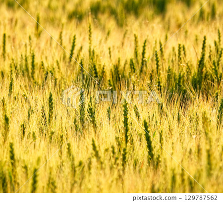 A golden wheat field nearing harvest in Biei, Hokkaido A golden wheat field nearing harvest in Biei, Hokkaido 129787562