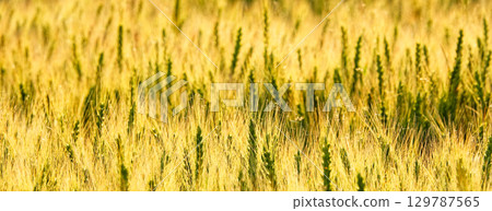 A golden wheat field nearing harvest in Biei, Hokkaido A golden wheat field nearing harvest in Biei, Hokkaido 129787565