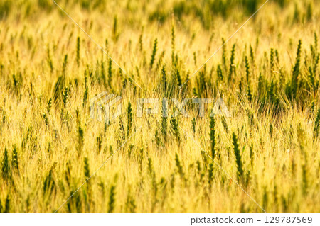 A golden wheat field nearing harvest in Biei, Hokkaido A golden wheat field nearing harvest in Biei, Hokkaido 129787569