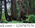 Oki Island Turnip Cedar 129787576