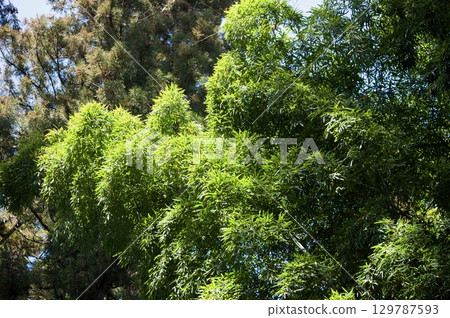  Bamboo grove 129787593