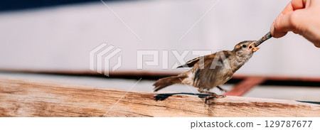 Bird House Sparrow Yellow-Beaked Passer Domesticus Bird House Sparrow Yellow-Beaked Passer Domesticus 129787677