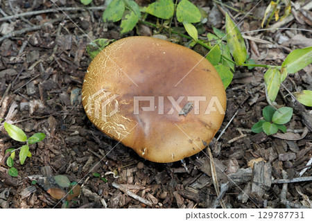 蘑菇 129787731
