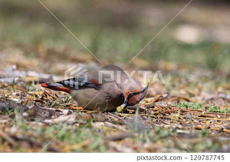 Harenjak to eat mistletoe fruit 129787745