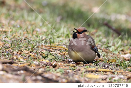 A waxwing swallowing mistletoe berries 129787746