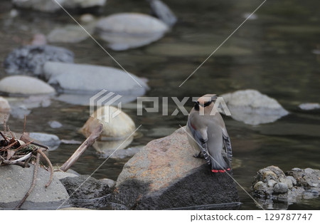 A waxwing descending to the water's edge 129787747
