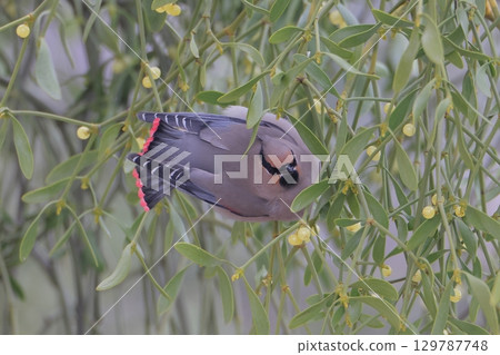 Mistletoe berries and a waxwing 129787748