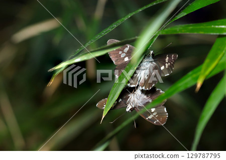 A scene of Daimyo Skipper butterflies mating under the grass (strobe macro photography of insects in their natural environment) 129787795