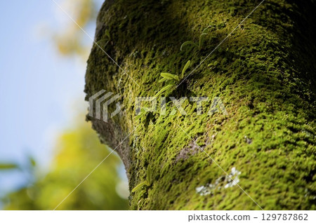 Mossy skin 129787862