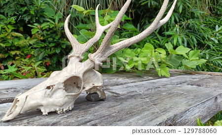Deer skull ornament 129788060