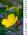 Bright yellow flower with petals open, accompanied by word Sorry written above. Conveying message of apology or sentiment 129788219
