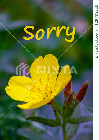 Bright yellow flower with petals open, accompanied by word Sorry written above. Conveying message of apology or sentiment Bright yellow flower with petals open, accompanied by word Sorry written above. Conveying message of apology or sentiment 129788219