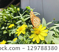 貝母從黃色花朵中吸吮花蜜 129788380