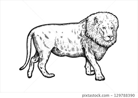 Hand drawn lion. Vector illustration Hand drawn lion. Vector illustration 129788390