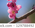 梅花 129788492