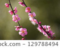梅花 129788494