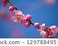 梅花 129788495