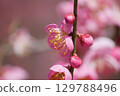 梅花 129788496
