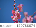 梅花 129788674