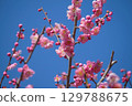梅花 129788675