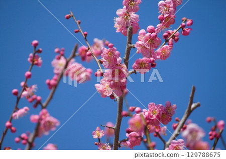 梅花 129788675
