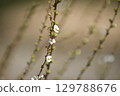 春天的白花 129788676