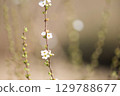 春天的白花 129788677
