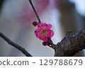 梅花 129788679
