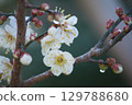 梅花 129788680
