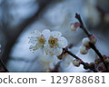 梅花 129788681