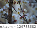 梅花 129788682