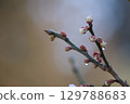 梅花芽 129788683