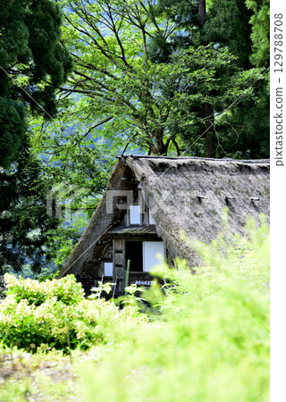 Thatched roof surrounded by greenery 129788708