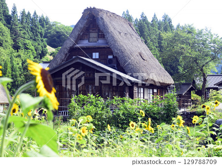 Gassho-style houses and sunflowers Gassho-style houses and sunflowers 129788709