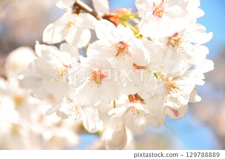 Sakura that shines in the blue sky 129788889