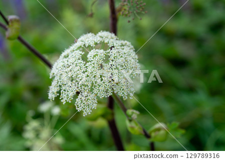 大山花兒烏托邦路線：鳥取縣西白郡大山町白當歸1號 129789316