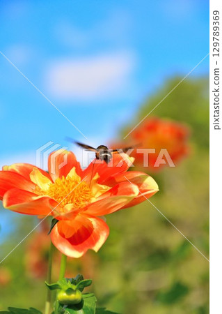 Beautiful dahlias at Kawanishi Dahlia Garden (Yamagata Prefecture) 129789369