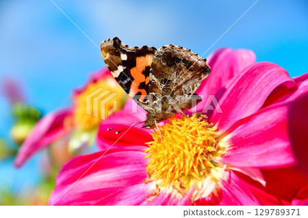 Beautiful dahlias at Kawanishi Dahlia Garden (Yamagata Prefecture) Beautiful dahlias at Kawanishi Dahlia Garden (Yamagata Prefecture) 129789371