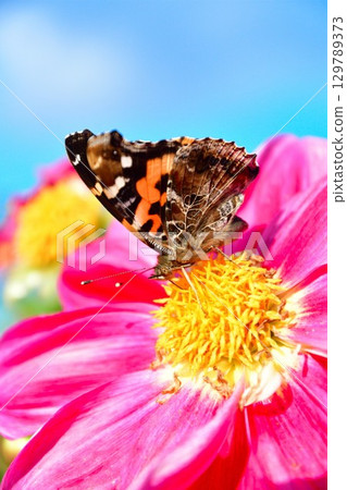 川西大麗花園(山形縣)的美麗大麗花 川西大麗花園(山形縣)的美麗大麗花 129789373